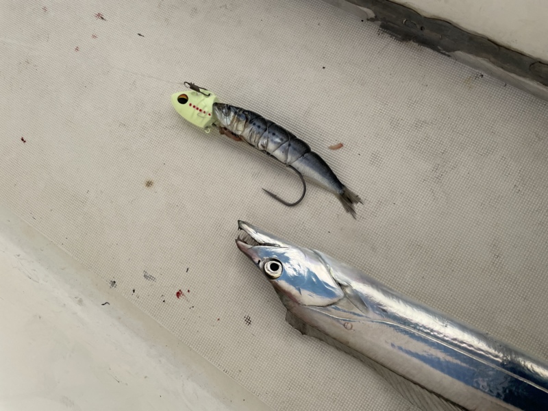 明石ジギング・神戸沖タチウオ!