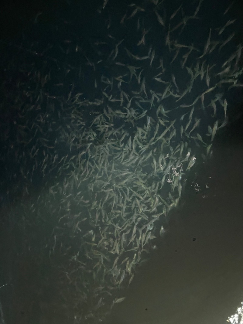 京都府伊根町 アオリイカ釣行!!