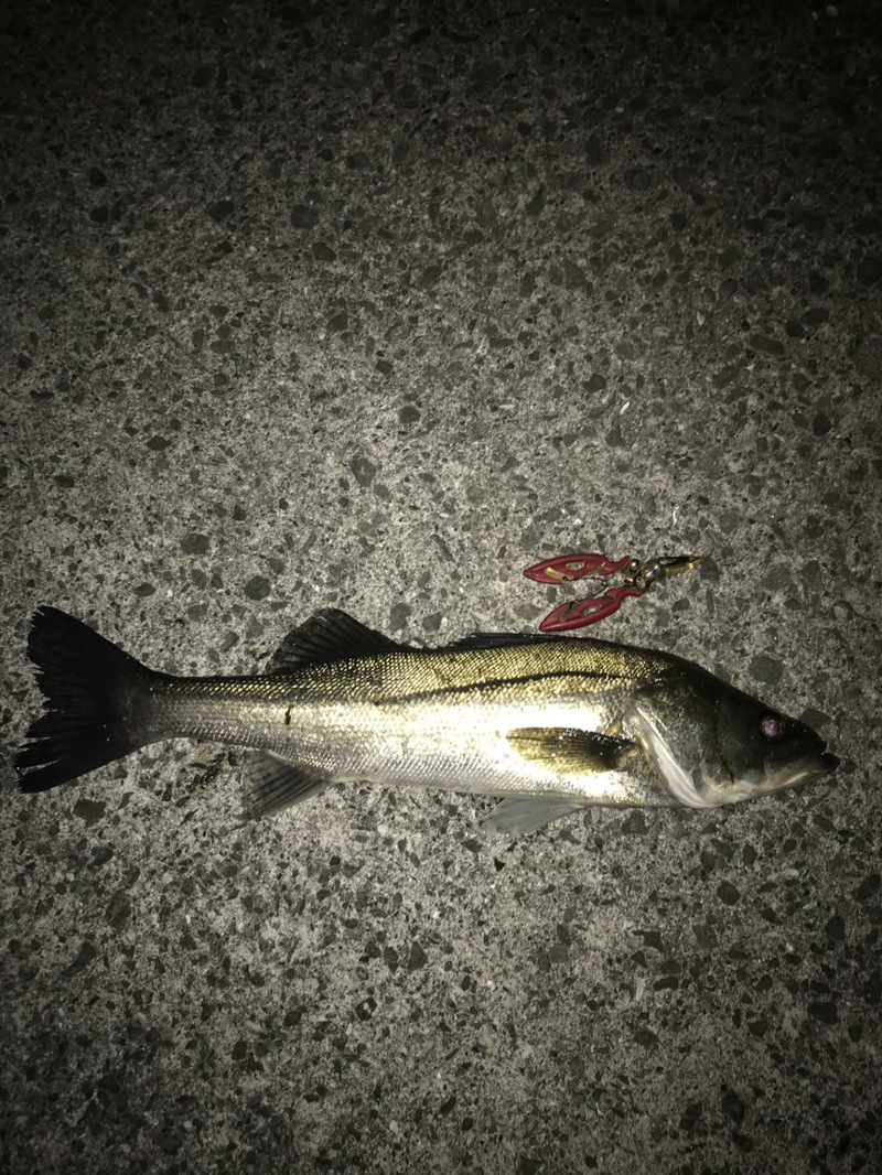 明石周辺でのエサ釣り釣行