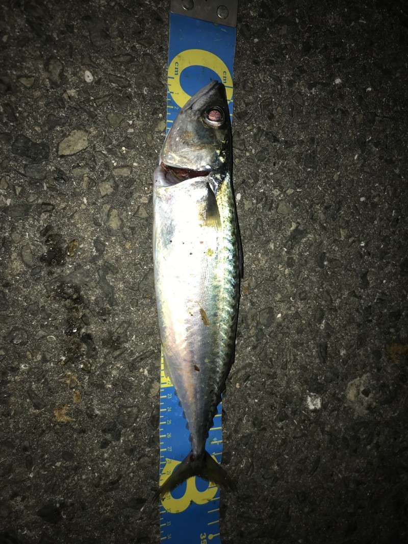 明石周辺でのエサ釣り釣行