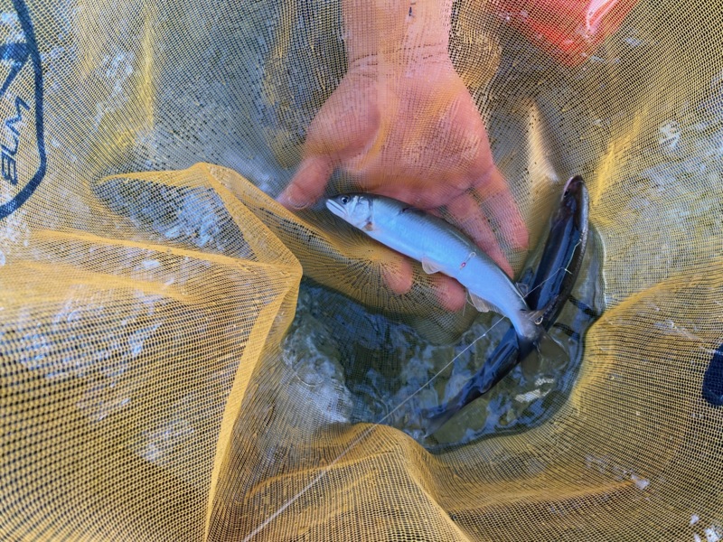 最終盤の鮎の友釣りin揖保川‼️