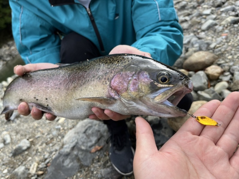 芥川トラウト釣行