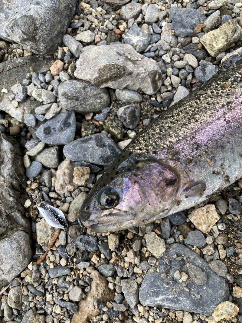 芥川トラウト釣行
