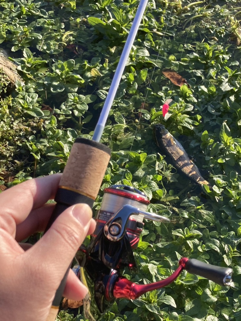 またまたまたトラウト釣行!?