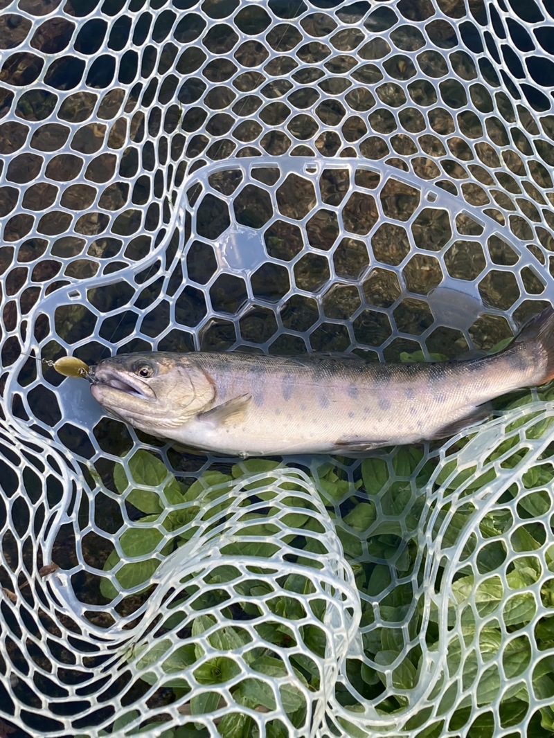 またまたまたトラウト釣行!?