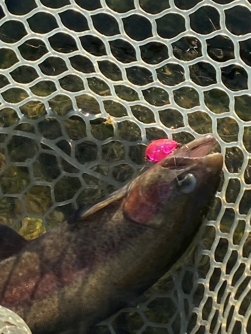 またまたまたトラウト釣行!?