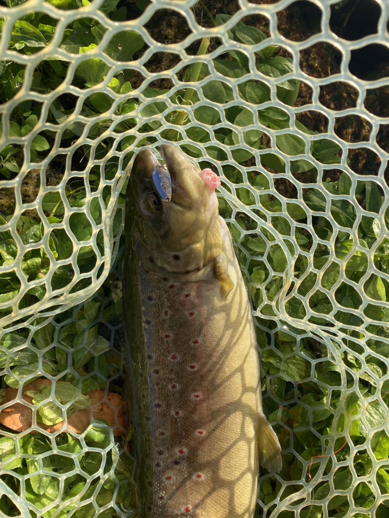 またまたまたトラウト釣行!?