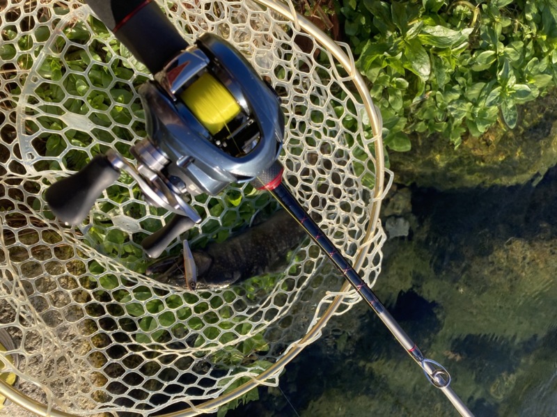 またまたまたトラウト釣行!?