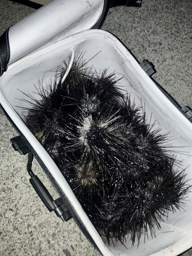 高知柏島 底物&上物