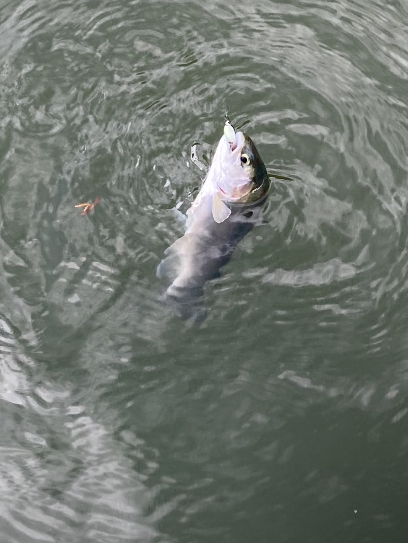 エリアトラウトIN嵐山