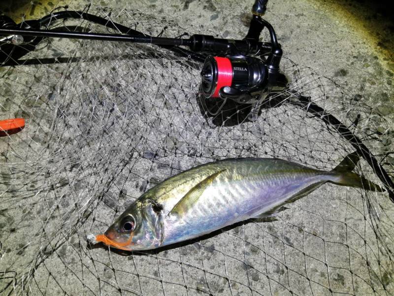 淡路島 ジグ単釣行