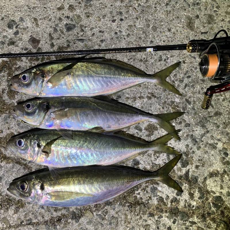 淡路島 ジグ単釣行