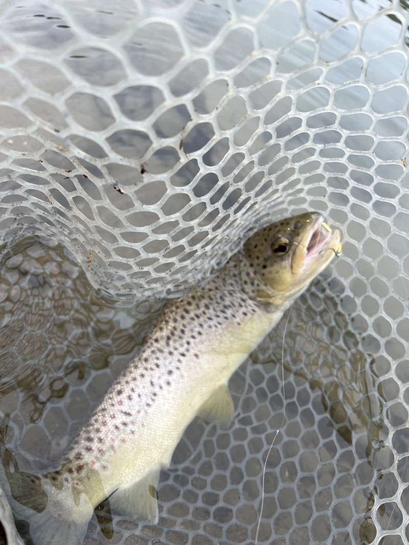 エリアトラウト釣行記