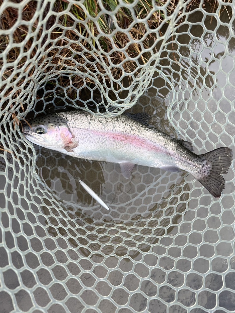 エリアトラウト釣行記