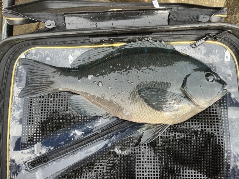 三重県熊野市新鹿のふかせ釣りでグレ釣果