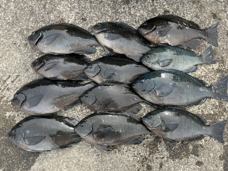 三重県熊野市新鹿のふかせ釣りでグレ釣果