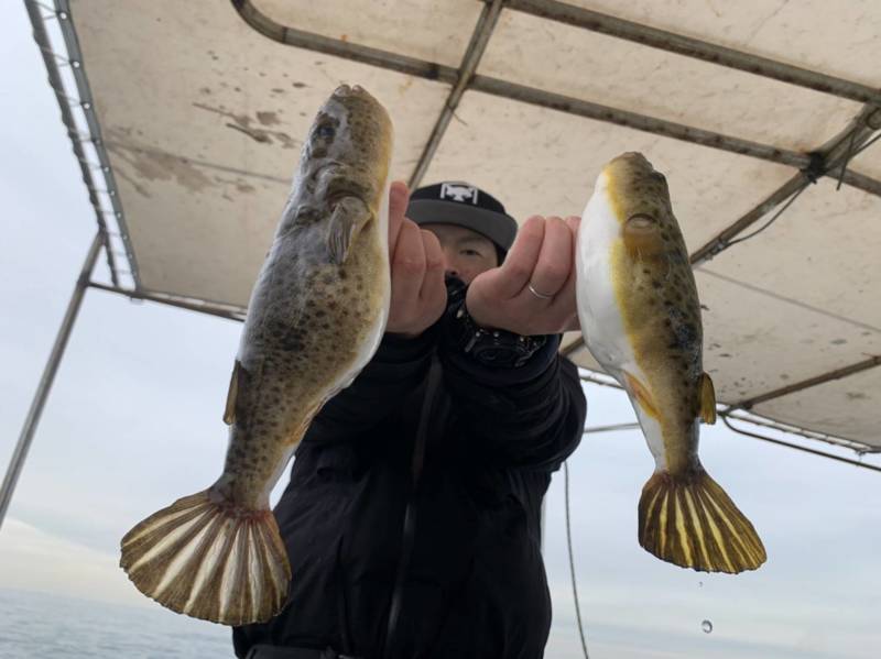 兵庫県垂水の船釣りでアカメフグ、アイナメ、カレイ、ヒラメ釣果