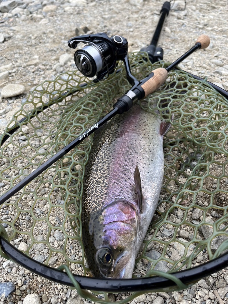 兵庫県猪名川町北田原マス釣り場のエリアトラウト釣果