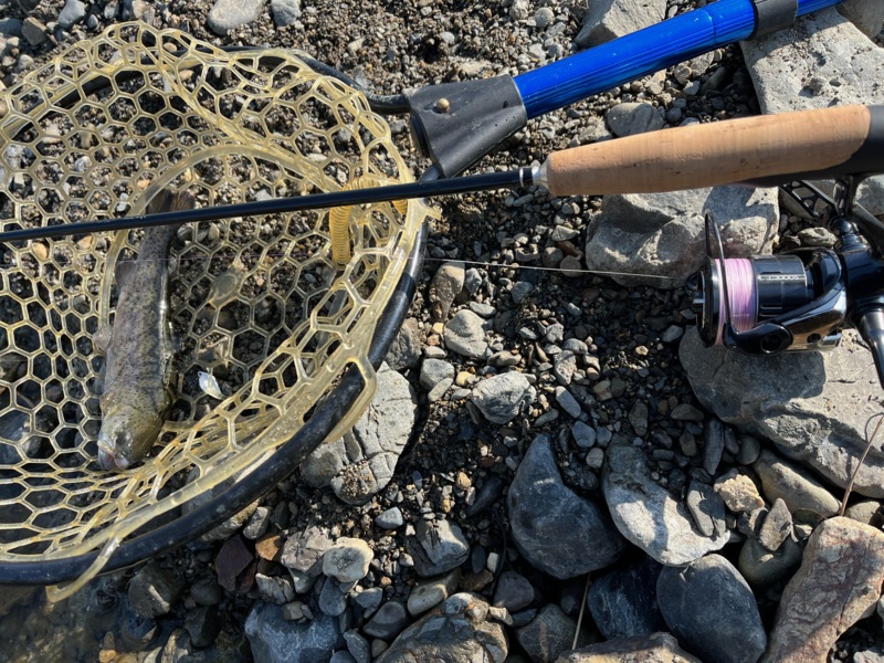 大阪府高槻市の芥川マス釣り場にてルアーでニジマス、アマゴ釣果