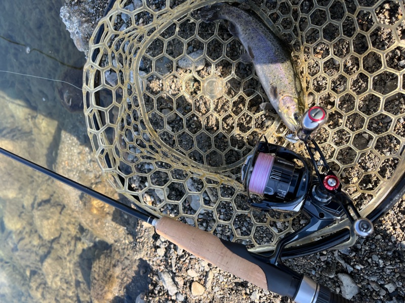 大阪府高槻市の芥川マス釣り場にてルアーでニジマス、アマゴ釣果