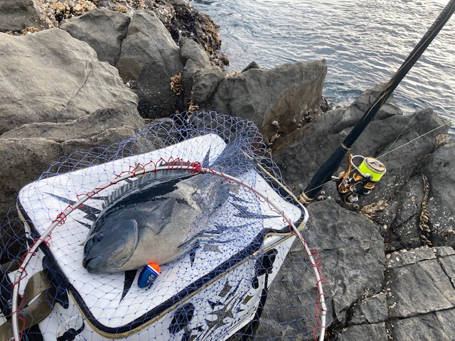 三重県大紀町錦のフカセ釣りでグレ釣果