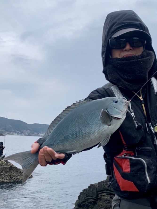 和歌山県すさみ町見老津の磯釣りで尾長グレ釣果