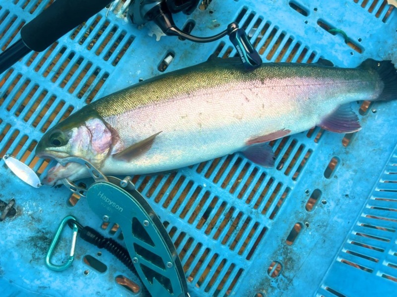 大阪府泉南の小島養魚場にてウキ釣りで絶品トラウトサーモン釣果