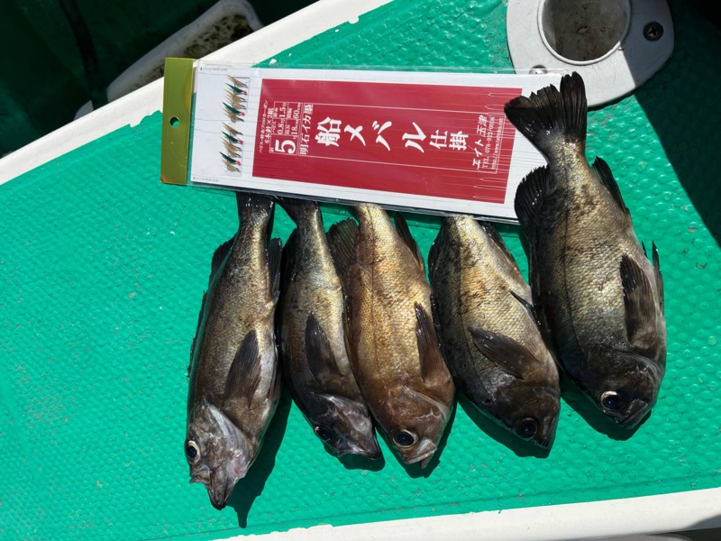 兵庫県須磨より船釣りでメバルサビキ釣果
