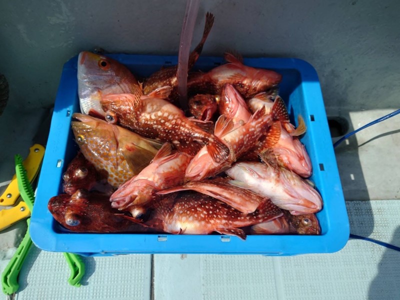 福井県世久見の船釣り胴突き五目でガシラ、マハタ釣果