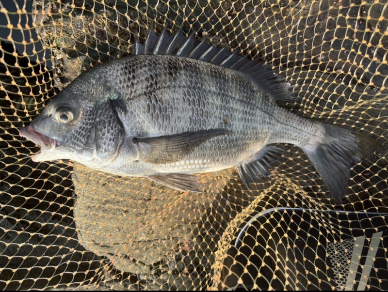 和歌山県日高町の磯ふかせでグレ釣果