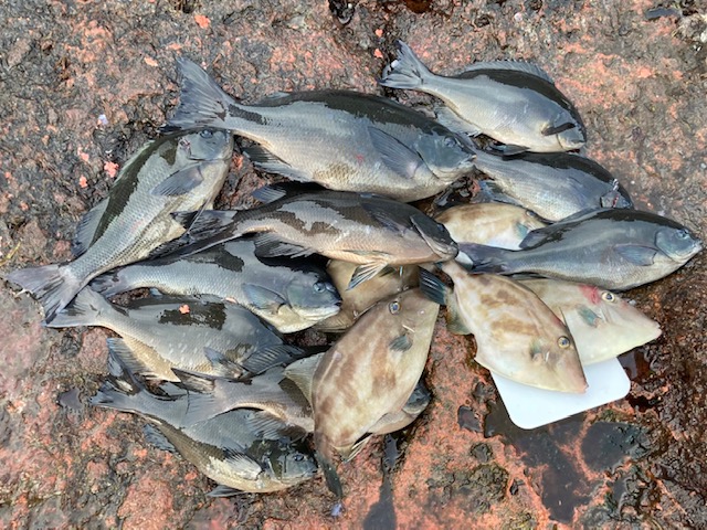 島根県隠岐諸島知夫里島のフカセ釣りでグレ釣果