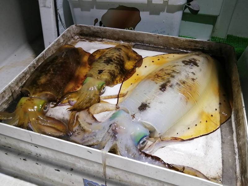 和歌山田辺のボートエギングでアオリイカ釣果