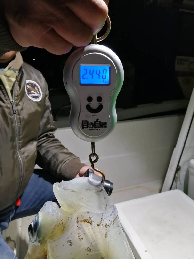 和歌山田辺のボートエギングでアオリイカ釣果