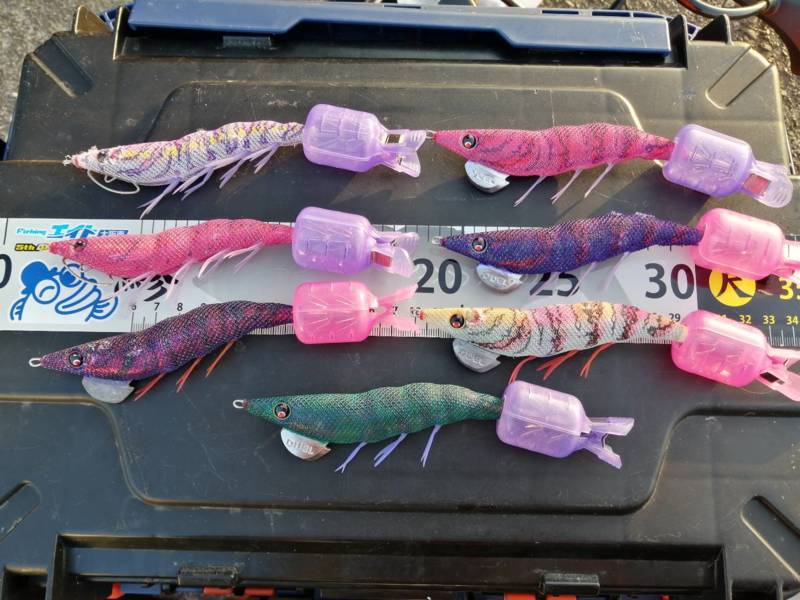 和歌山田辺のボートエギングでアオリイカ釣果