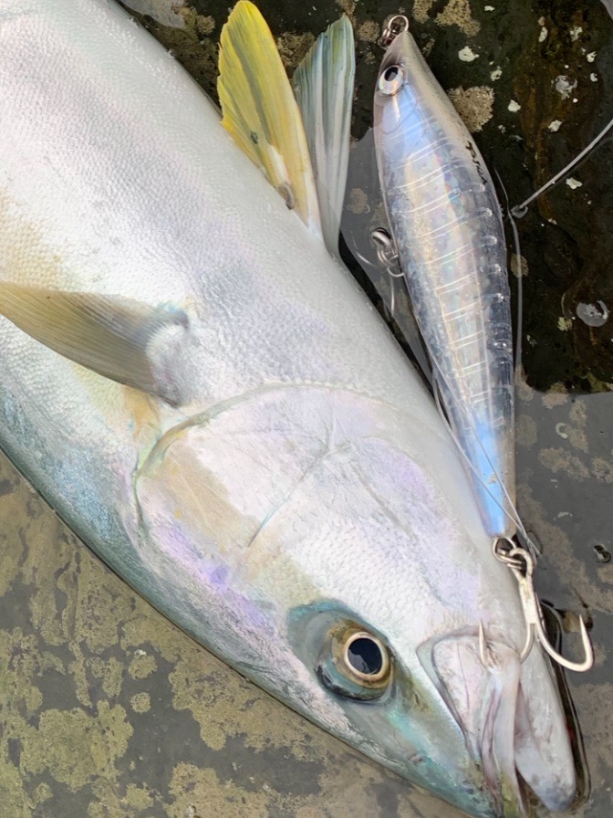 長崎県対馬のロックショアでヒラマサ、ヒラスズキ、ヤズ釣果