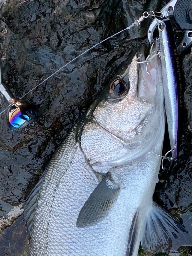 長崎県対馬のロックショアでヒラマサ、ヒラスズキ、ヤズ釣果