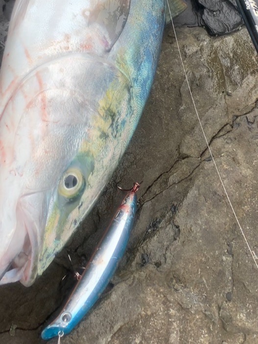 長崎県対馬のロックショアでヒラマサ、ヒラスズキ、ヤズ釣果