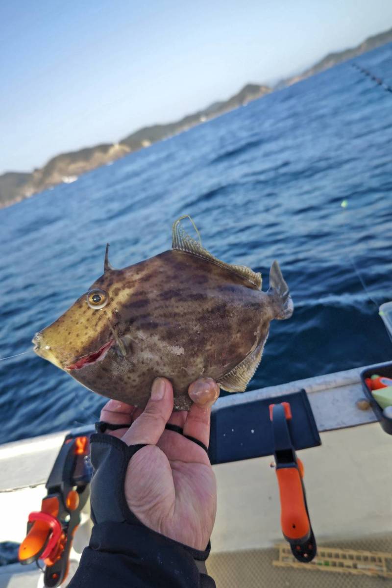 徳島県阿南市より船釣りでカワハギ釣果
