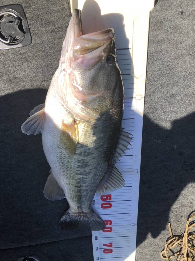 滋賀県琵琶湖の児島ガイドでボートバス釣果