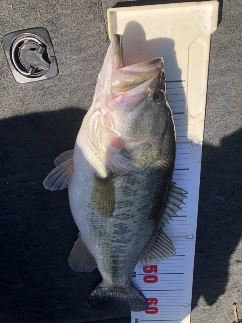 滋賀県琵琶湖の児島ガイドでボートバス釣果