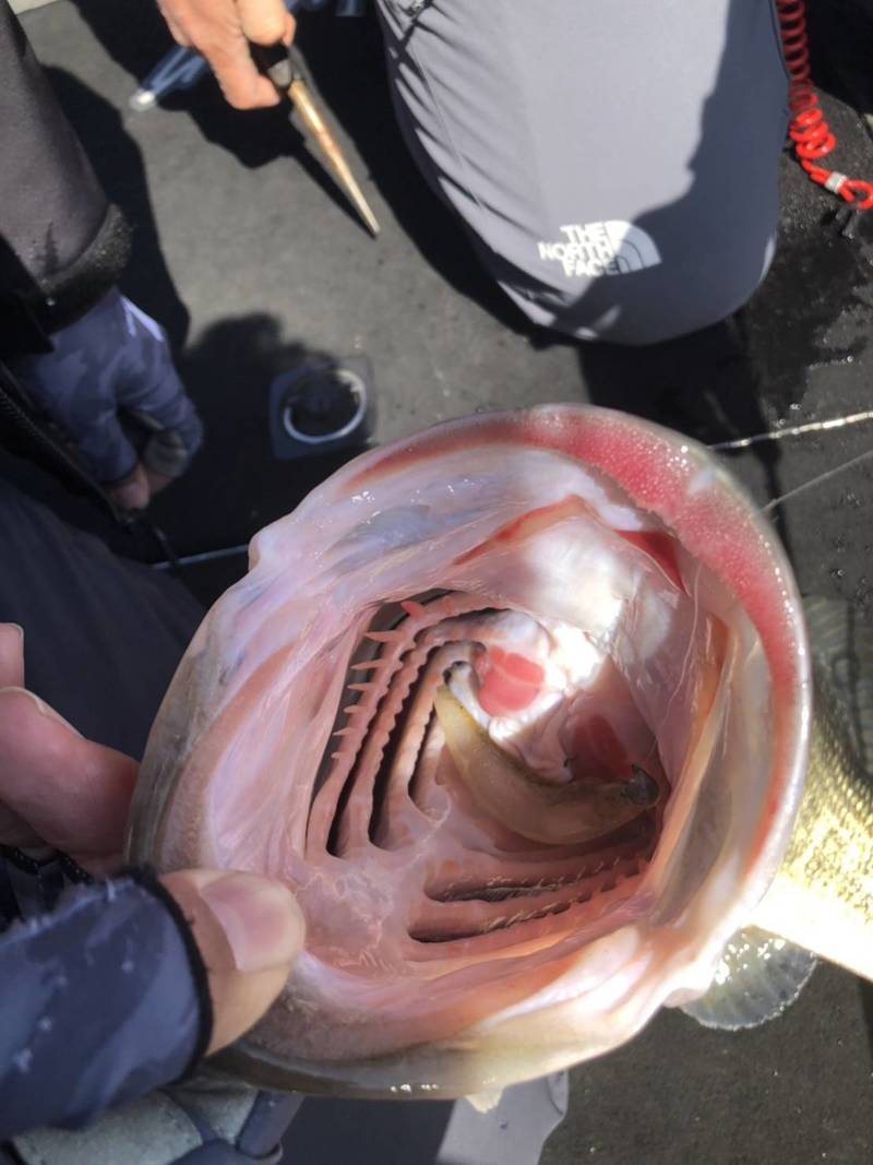 滋賀県琵琶湖の児島ガイドでボートバス釣果