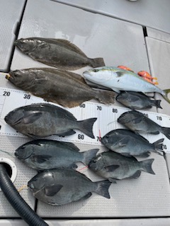 和歌山県田辺市よりグレジギングでグレ釣果