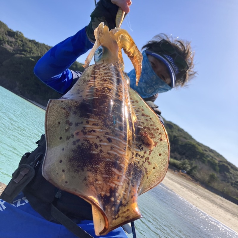 三重県オカッパリ春エギングでアオリイカ、マゴチ釣果
