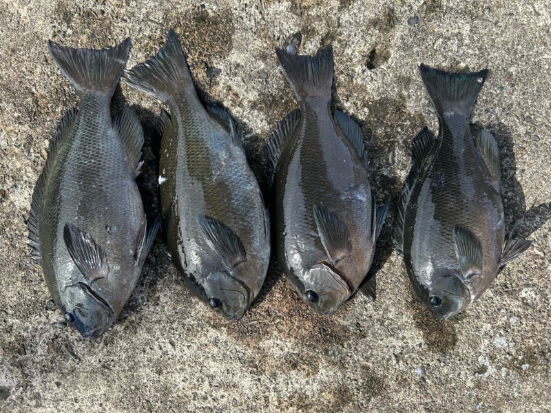 和歌山県伊古木の磯フカセで寒グレ釣果