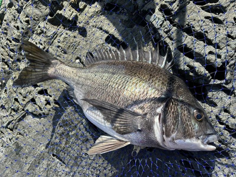 兵庫県淡路島より渡船で沼島の磯にてのっこみチヌ釣果