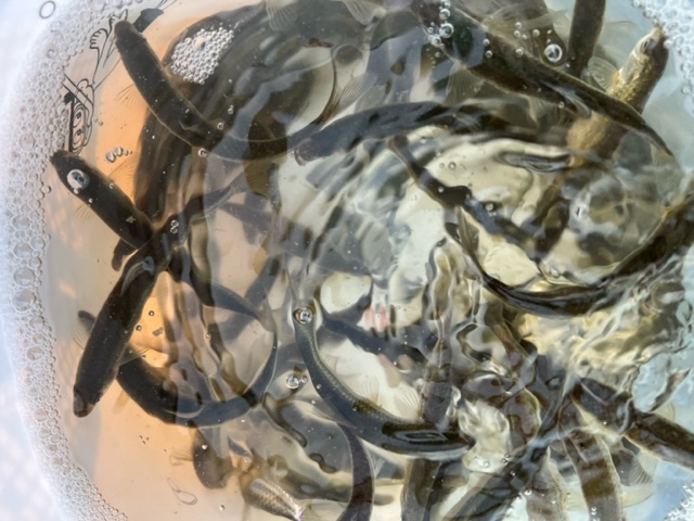 滋賀県琵琶湖の浮き釣りでホンモロコ釣果