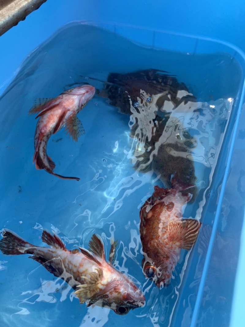 大阪府泉北忠岡より船釣り五目でガシラ釣果