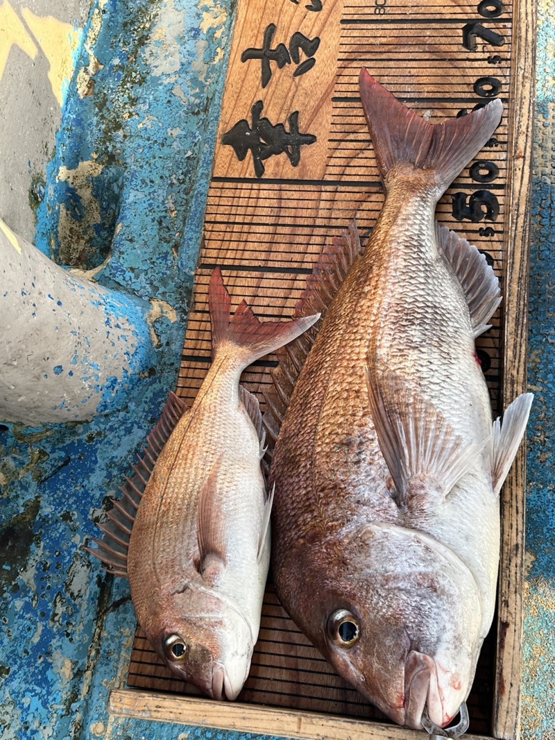 大阪府泉南小島よりタイラバで真鯛釣果