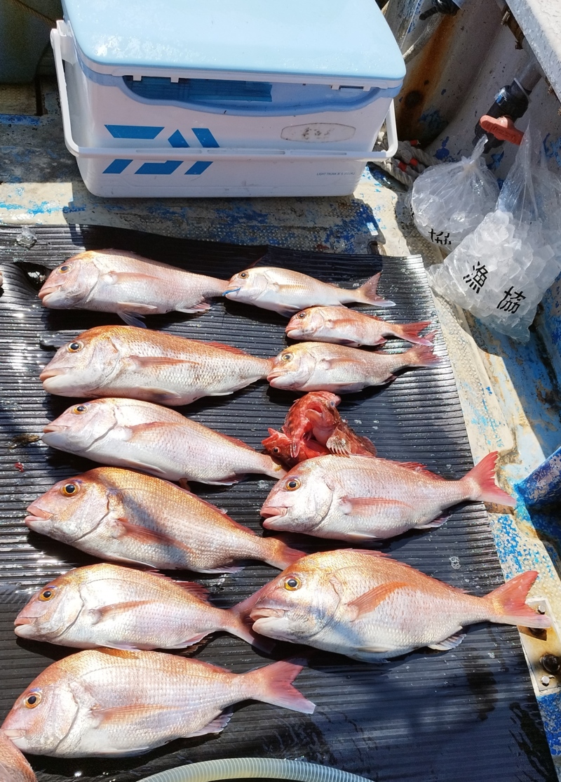 大阪府泉南小島よりタイラバで真鯛釣果