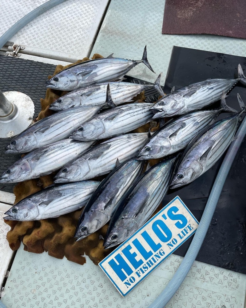 三重県錦よりオフショアキャスティングでカツオ釣果